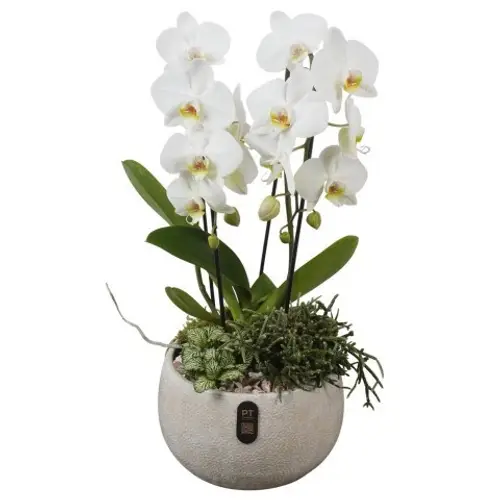 Phal.Arr PTIB5338 T23 H059