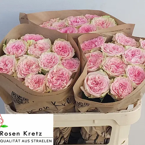 Rose hell rosa Lady Jane gefüllt 70cm