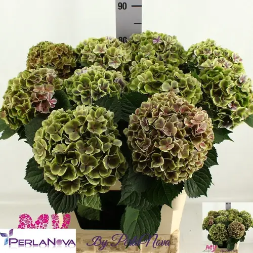 Hortensie grün/violett Rio classic Bol 17cm 80cm