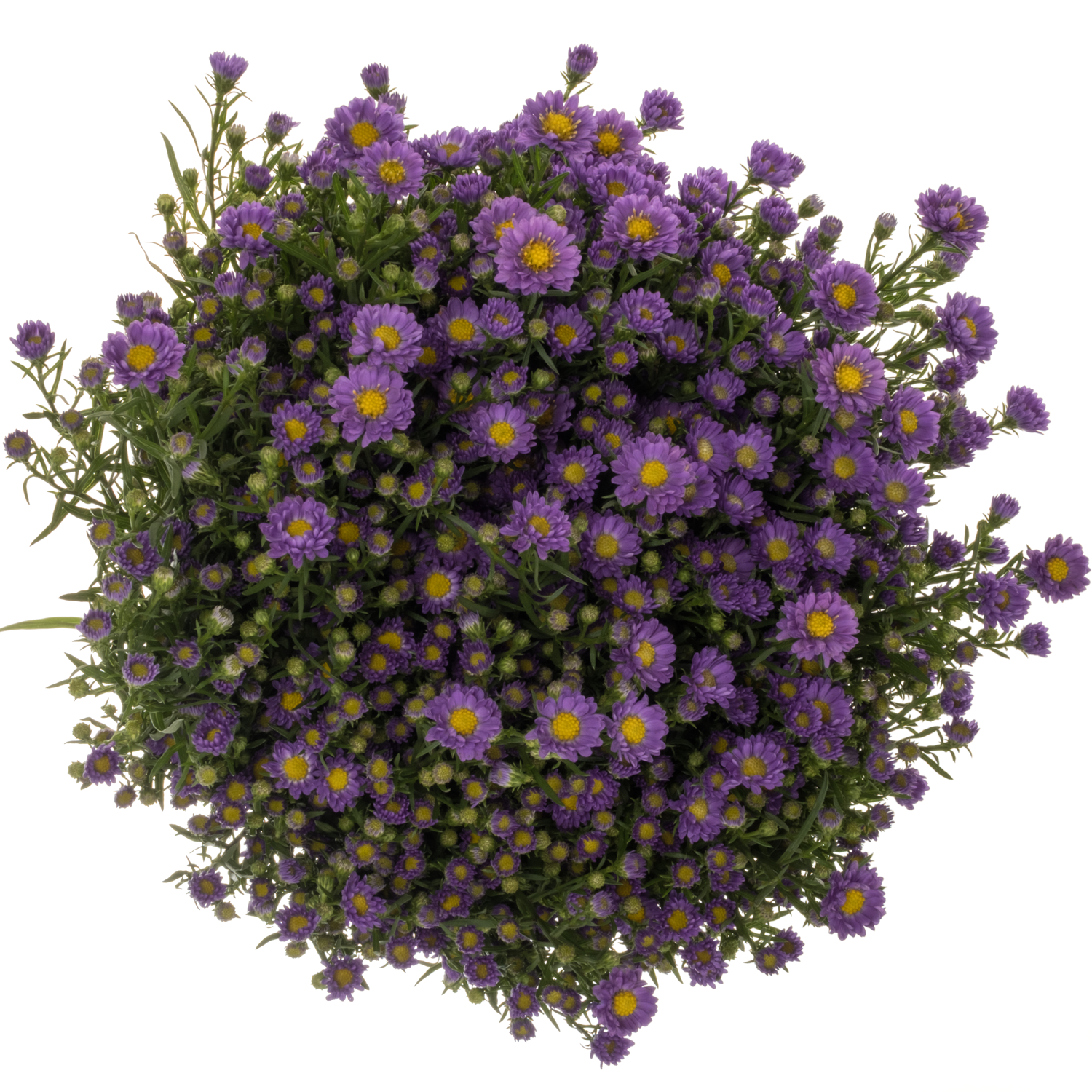 Aster Teeny Tiny Blue lila 40 Gramm 80cm