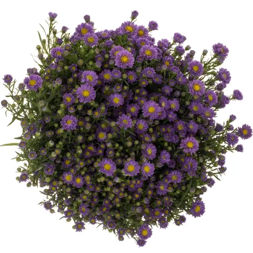 Aster Teeny Tiny Blue lila 40 Gramm 80cm