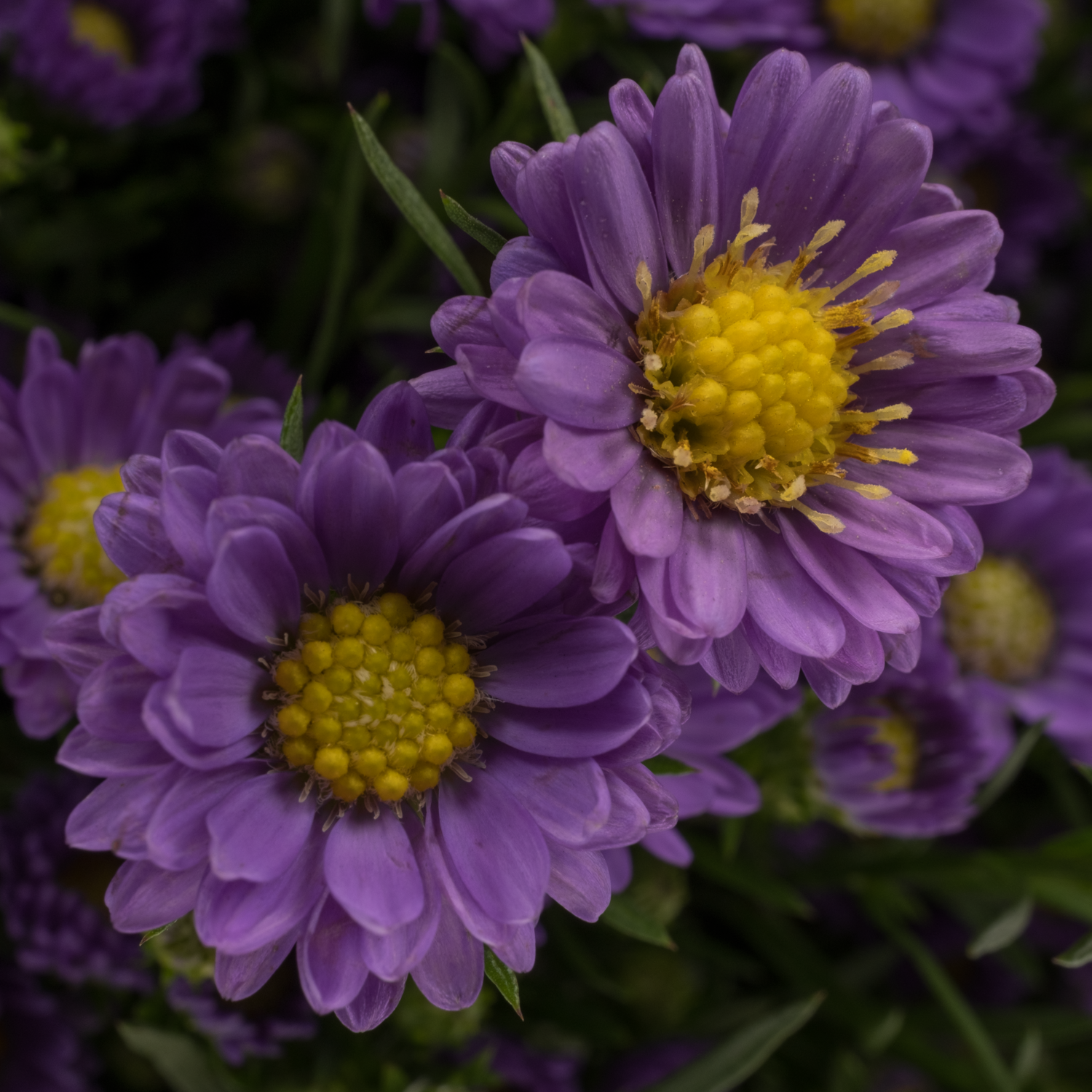 Aster Teeny Tiny Blue lila 40 Gramm 80cm