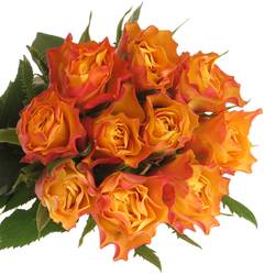 Rose gelb/orange Downtown 60cm