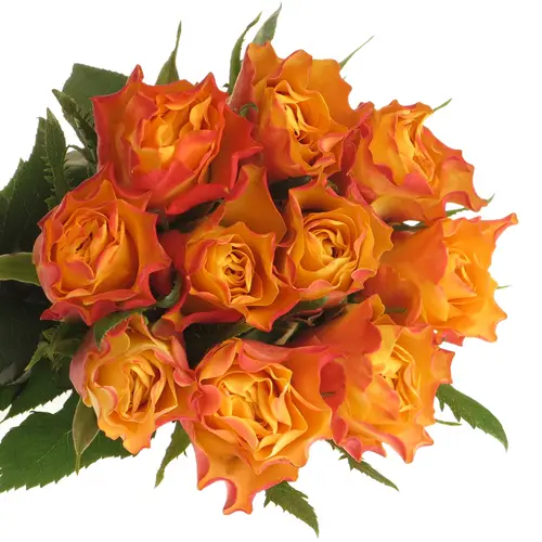 Rose gelb/orange Downtown 60cm