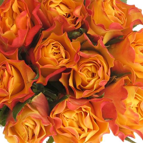 Rose gelb/orange Downtown 60cm