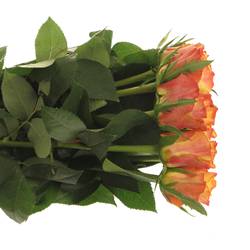 Rose gelb/orange Downtown 60cm