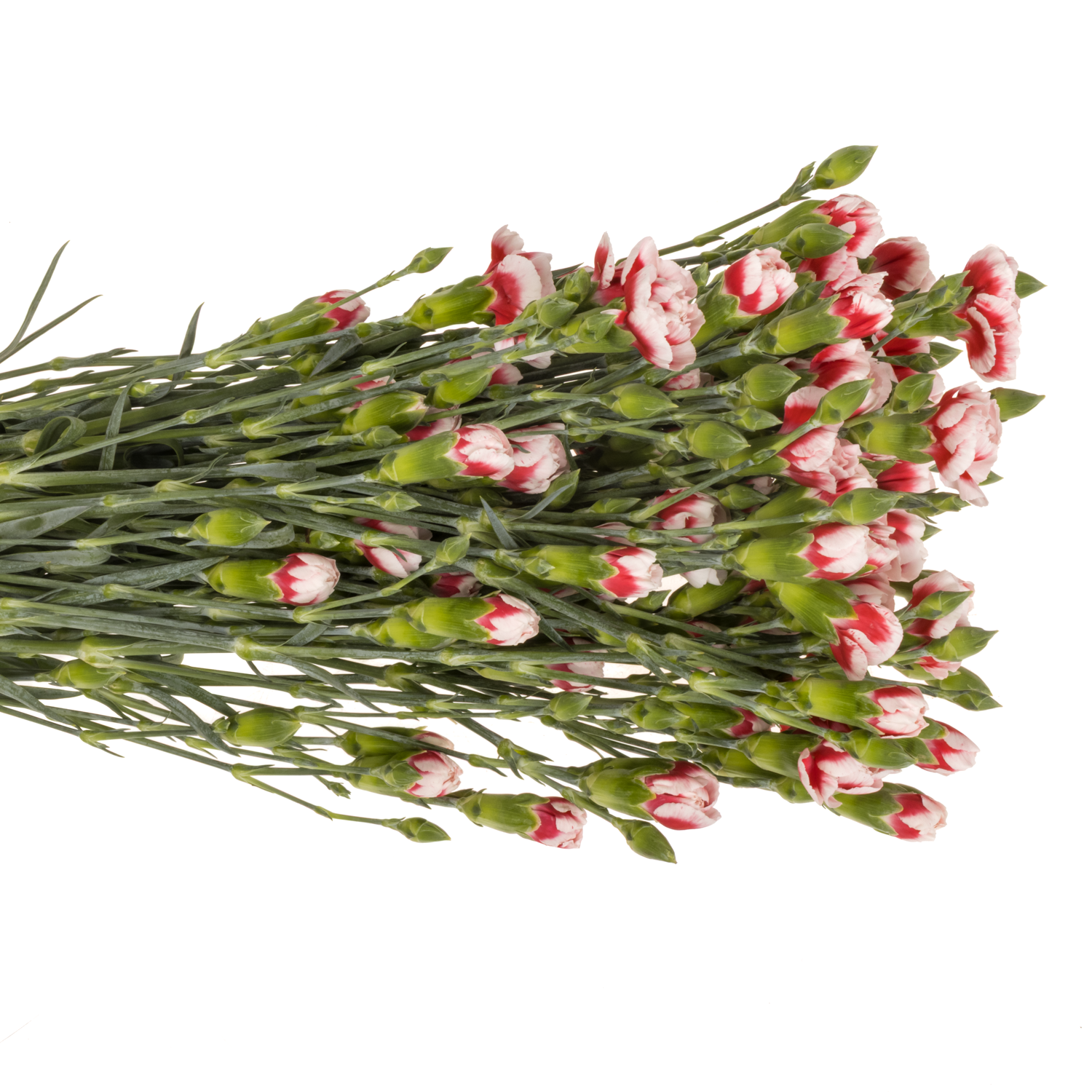 Spraynelke rot/weiss Phantom 60cm X20