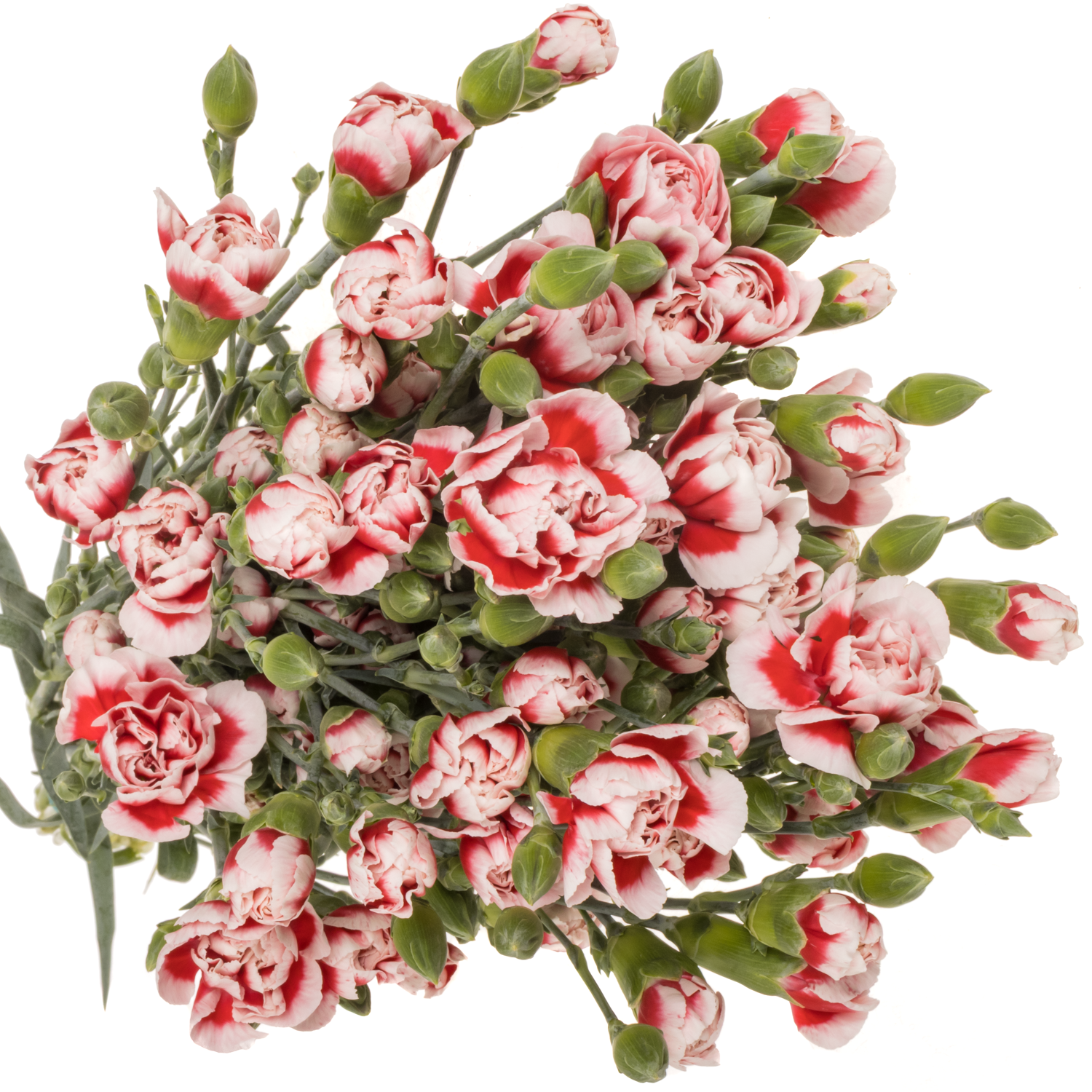 Spraynelke rot/weiss Phantom 60cm X20