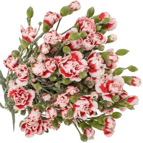 Spraynelke rot/weiss Phantom 60cm X20