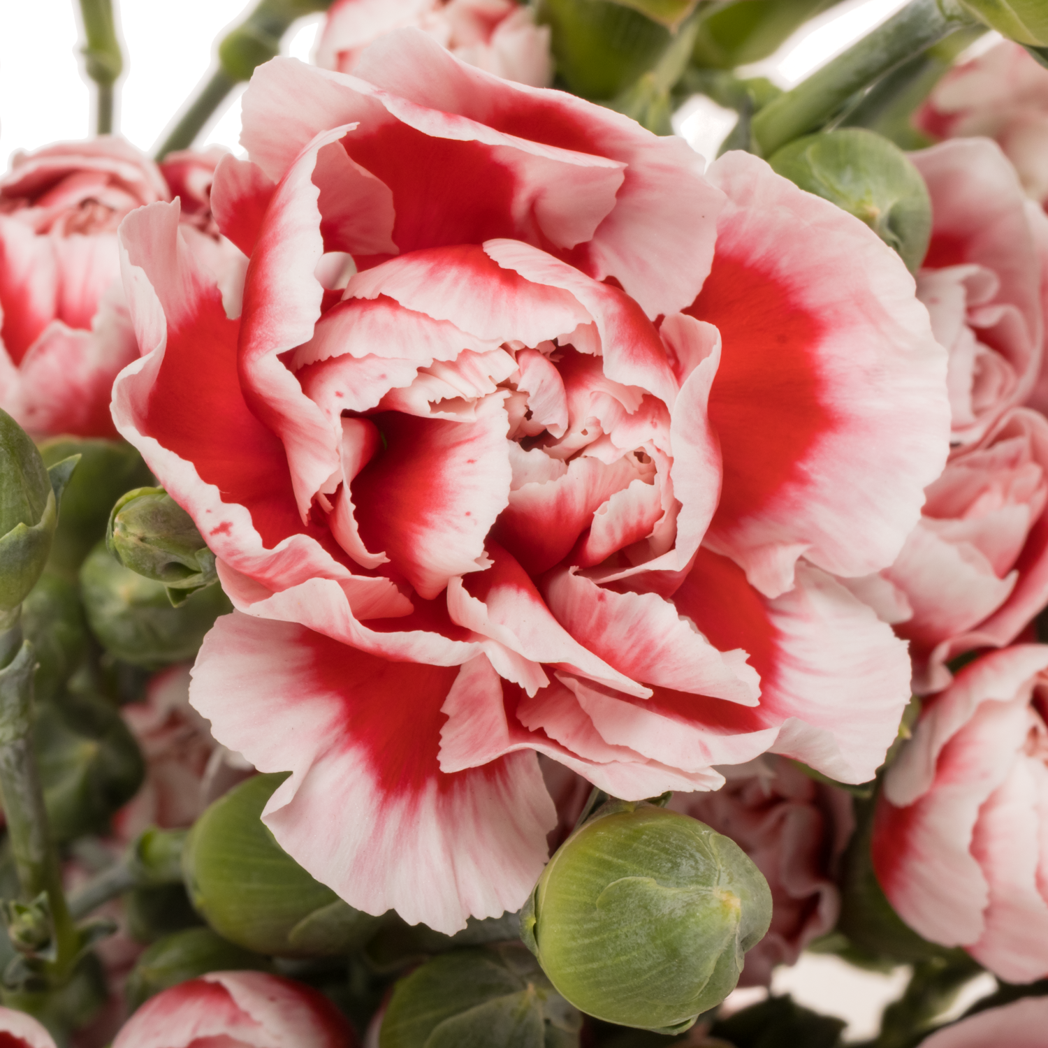 Spraynelke rot/weiss Phantom 60cm X20