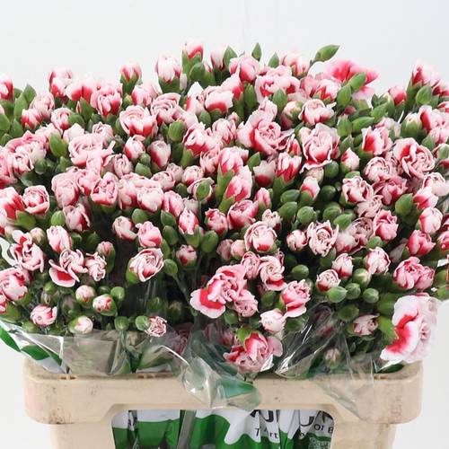 Spraynelke rot/weiss Phantom 60cm X20