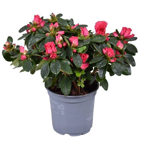 Azalee rosa T12 H028