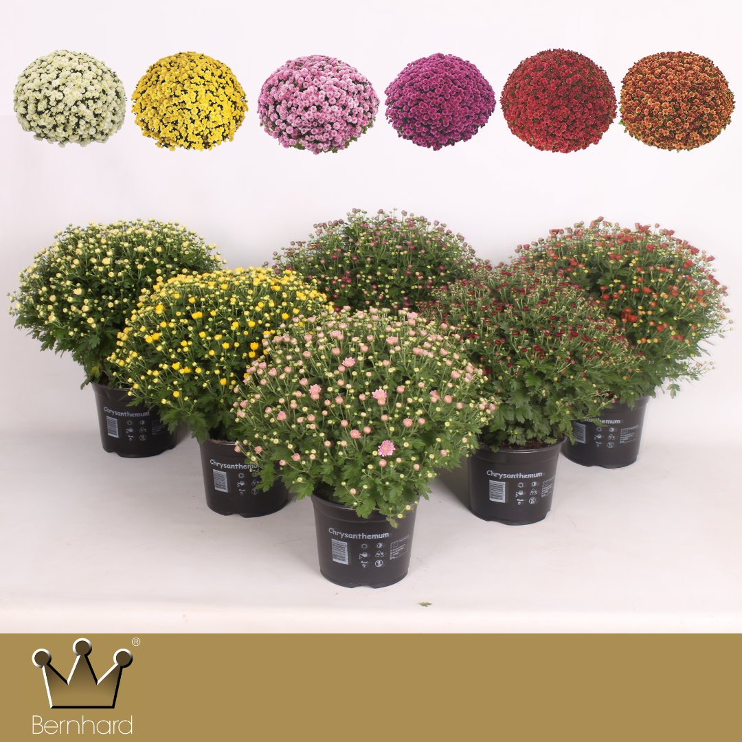 Chrysantheme Kugel mix Jasoda T19 H040