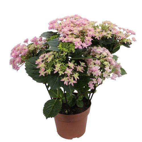 Hortensie Double rosa T14 H40