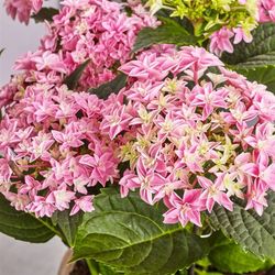 Hortensie Double rosa T14 H40