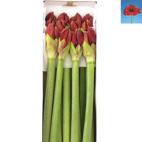 Amaryllis Krt.rot dunkel Liberty X10