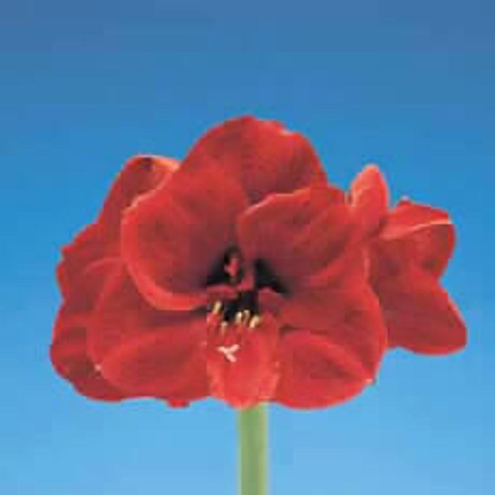 Amaryllis Krt.rot dunkel Liberty X10