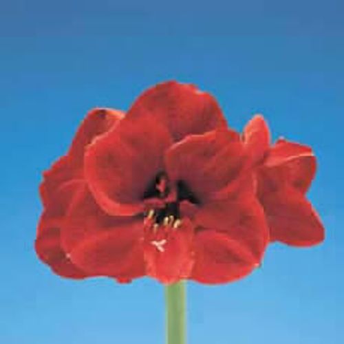Amaryllis Krt.rot dunkel Liberty X10