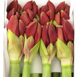 Amaryllis Krt.rot dunkel Liberty X10