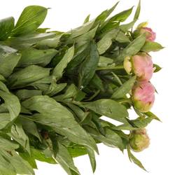 Pfingstrose pink Giant 55cm