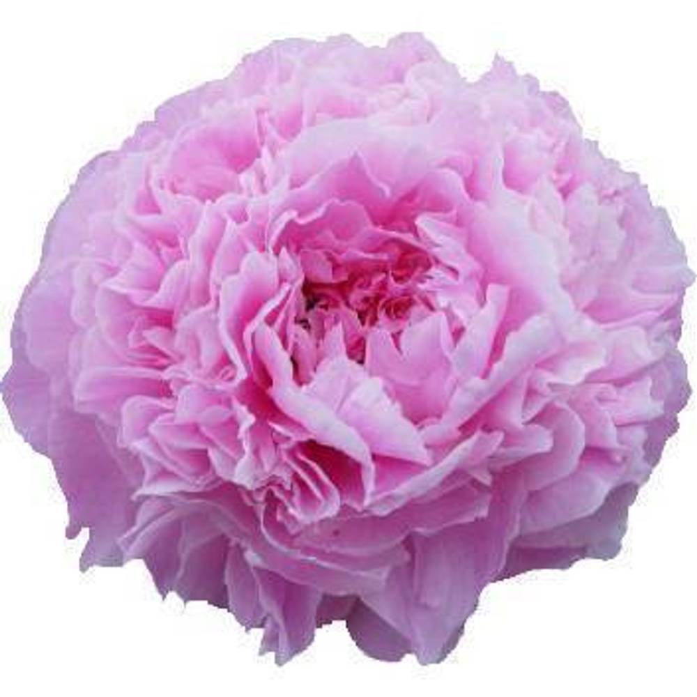 Pfingstrose pink Giant 55cm