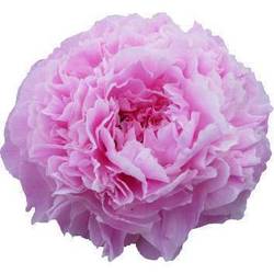 Pfingstrose pink Giant 55cm