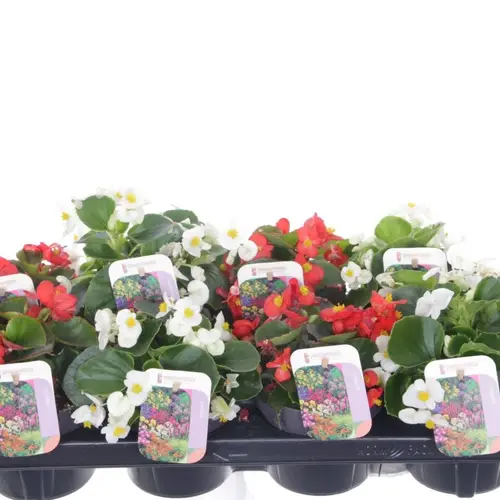 Begonie mix T13 H025