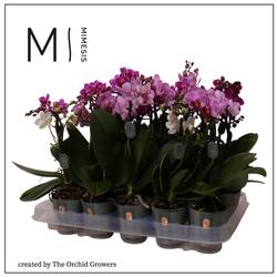 Phal.1-R mix Mimesis T07 H030