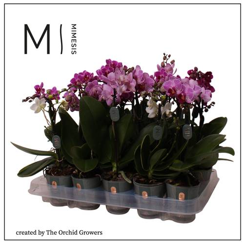 Phal.1-R mix Mimesis T07 H030