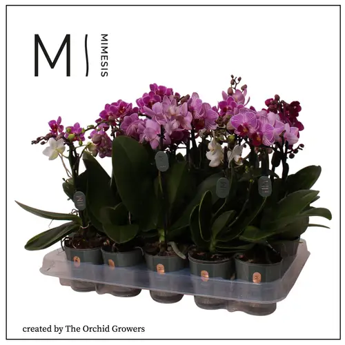 Phal.1-R mix Mimesis T07 H030