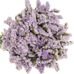 Statice milka Tessa Lavender 55Gramm 80cm ES