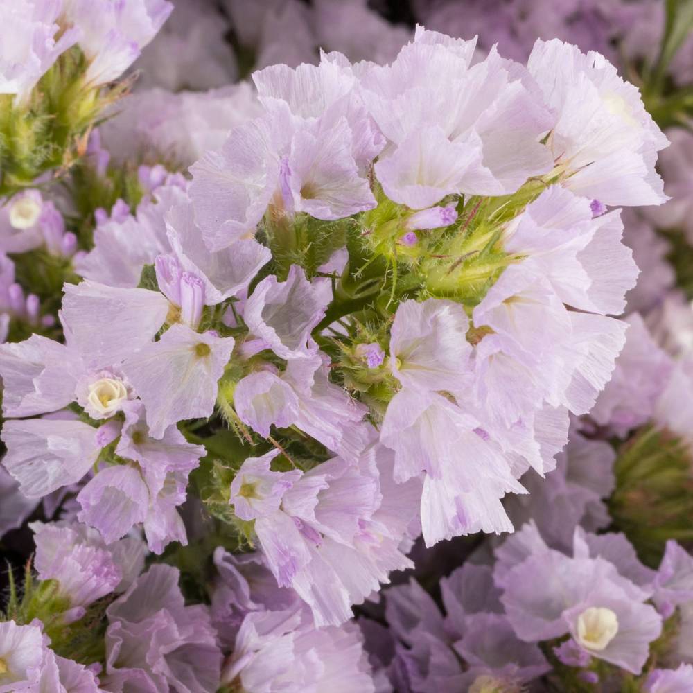 Statice milka Tessa Lavender 55Gramm 80cm ES