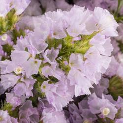 Statice milka Tessa Lavender 55Gramm 80cm ES