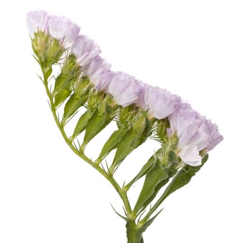 Statice milka Tessa Lavender 55Gramm 80cm ES