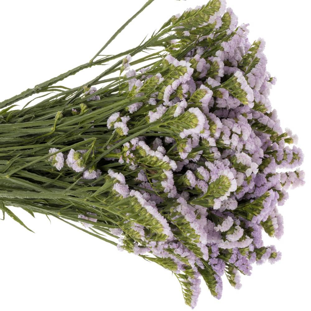 Statice milka Tessa Lavender 55Gramm 80cm ES