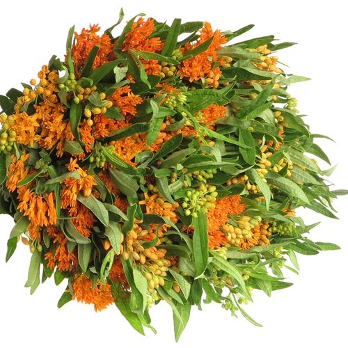 Aesclepia orange 40cm