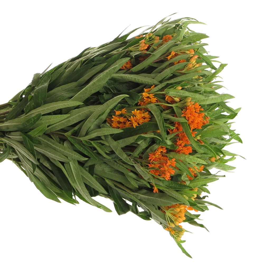 Aesclepia orange 40cm