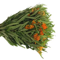 Aesclepia orange 40cm