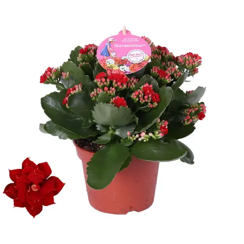 Kal.Gef.rot Gardenlina T15 H027