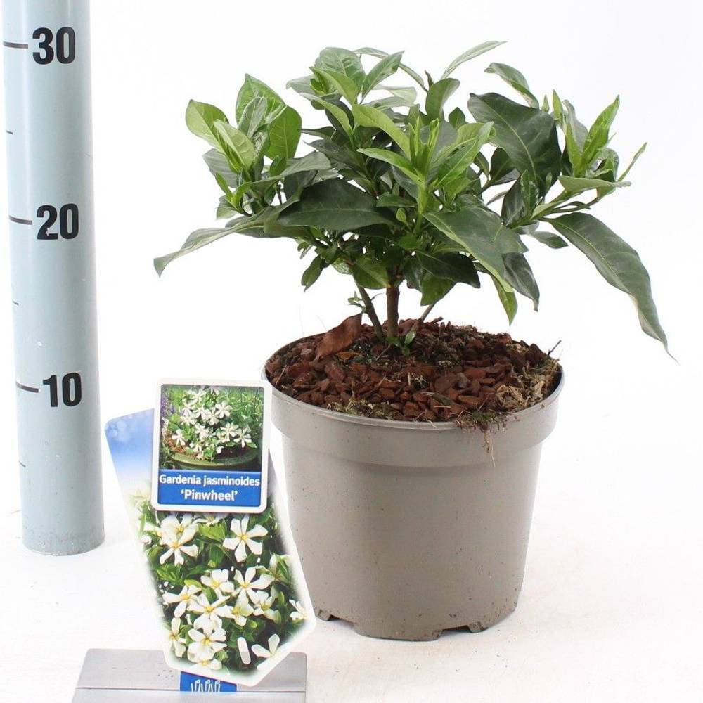 Gardenia Jasminoides weiss Pinwheel T17 H030