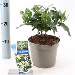 Gardenia Jasminoides weiss Pinwheel T17 H030