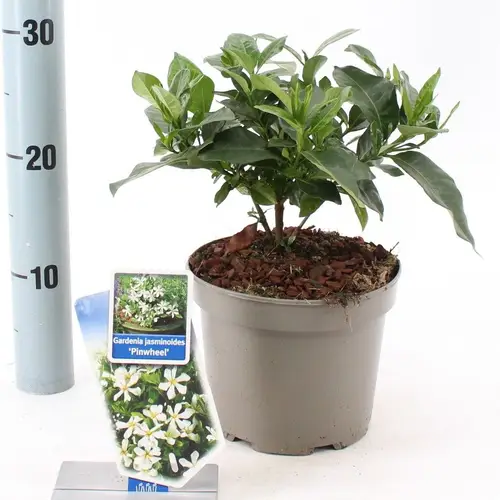 Gardenia Jasminoides weiss Pinwheel T17 H030