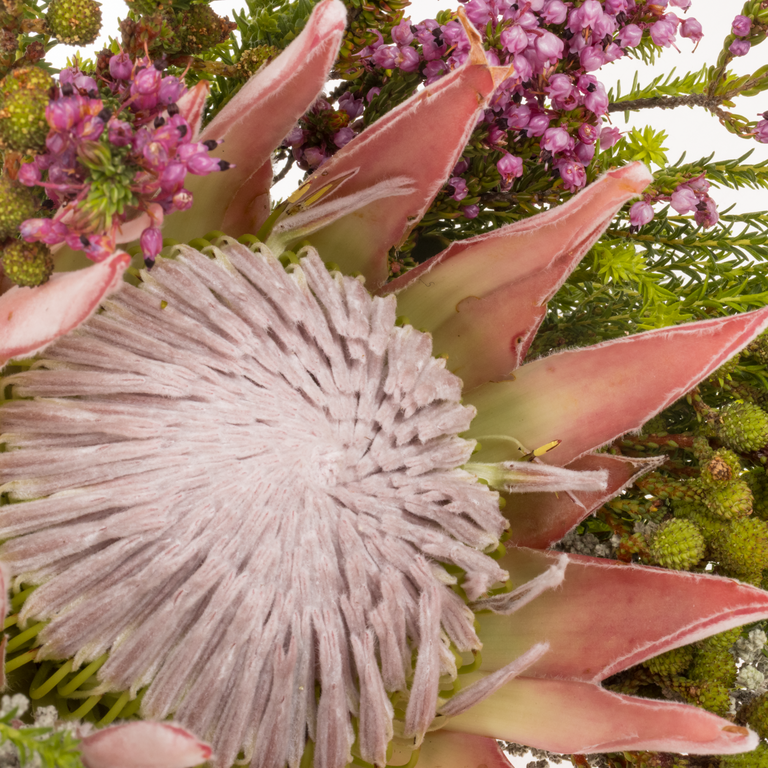 Bouquet mix 1 Protea King Included 40cm