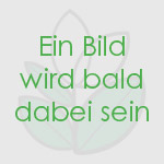 Gartenrosen gefüllt 